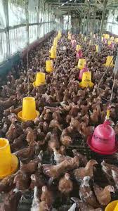 Ayam petelur merupakan ayam petelur yang bisa menghasilkan telur. Peluang Usaha Ternak Ayam Petelur Tasikmalaya Home Facebook