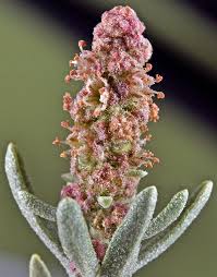 Image result for Atriplex