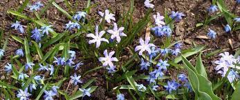 We did not find results for: 5 Best Small Spring Blooms