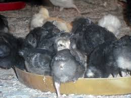6 Important Lessons I Learned About Raising Noiler Chickens Bnethub
