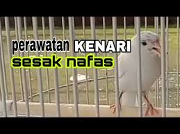 Cara Merawat Burung Kenari Sesak Nafas Ngos2 An Di Jamin 2 Hari Gacor Kembali Youtube