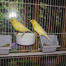 Hasan Ekinci Adli Kullanicinin A Few Photos And Videos Of My Happy Feathered Family Of Finches And Canaries Panosundaki Pin Kus