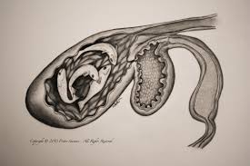 Vore дельфин / natiq salome and the dolphin 4 weasyl; They Have How Many Stomachs Vyrsm Capitol