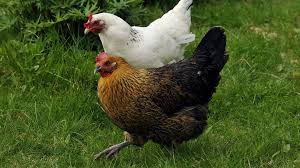 Kuvahaun tulos haulle kana