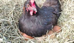 Certain breeds of chicken are she will sit on top of her eggs (and others which she's stolen) all day long in an attempt to hatch them. How Many Eggs Can A Broody Hen Sit On Thefarmliving Com