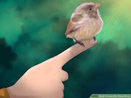 Birds Of Middle Tennessee Image Result For Birds Native To Middle Tennessee And Their Eggs Baby Sparrow Creative Connections Birds