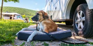 Sie verläuft unspezifisch mit fieber, gewichtsverlust und schmerzen in der. Camping Mit Hund Das Solltest Du Wissen Berger Blog Berger Blog