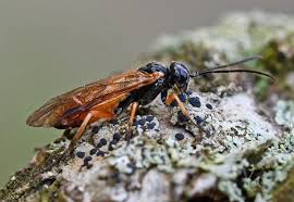 Image result for Secamone filiformis