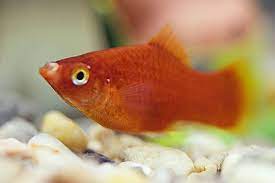Has My Fish Got Ich And Cotton Mouth Aquariacentral Com