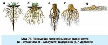 Ко́рінь — підземний вегетативний орган рослини з необмеженим ростом, який забезпечує закріплення рослин у субстраті, поглинання і постачання води та розчинених у ній мінеральних. Korenevi Sistemi Vidozmini Korenya Narodna Osvita