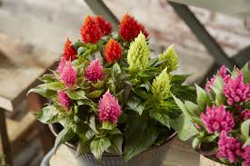 3 Kelos In 1 Pot Splash Of Colours Planten