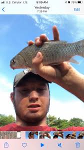 Is this a silver carp and should it be removed?