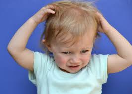 Place any fleas that appear on the comb inside the bowl of soapy water. Getting Rid Of Fleas In A Toddler S Hair Thriftyfun