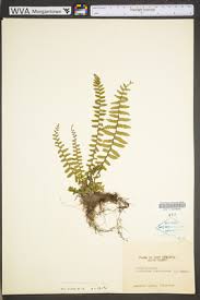 Image result for Aspleniaceae