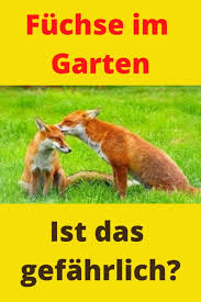 Fuchs Im Garten Am Helllichten Tag Was Tun 100 Neu Outdoorando