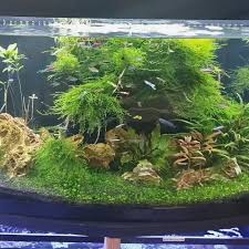 Check spelling or type a new query. Awesome 75 Gallon Planted Tank Fresh Water Fish Tank Aquarium Fish Tank Fish Tank