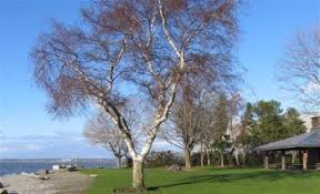 Fairhaven (or the fairhaven village) was a settlement in washington state founded in 1883 by dan harris. Fairhaven History