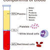 Carry blood towards the heart (usually deoxygenated blood, except for the pulmonary vein). 1