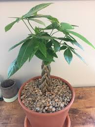 Learn where you can find money trees for sale, plus get care, planting, and growing instructions for your money tree. Money Tree Pachira Aquatica The Newest Member Of My Plant Family How Big Could I Expect It To Get With Proper Care Houseplants