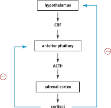 Endocrine Organs And Hormones The Endocrine System Mcat