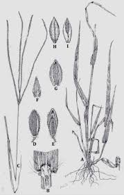 Image result for Digitaria ternata