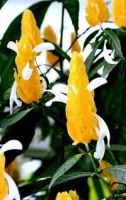 We did not find results for: A Z List Of House Plants Common And Scientific Names Plants House Plants Ornamental Plants