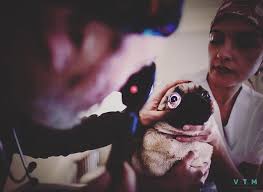 Vtm Vet Veterinarian Veterinary Veterinario Pug Frenchbulldog Puppy Goldenretriever Germanshepherd Dog Animal Hospital Veterinarian Vets