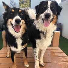 Doggy daycare at four paws pet resort provides plenty of companionship, treats, and active play, whether you pal needs a day of play or a set weekly schedule. 4 Paws Pet Resort 100 Recommendations Mesa Az