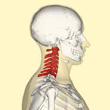 That's the first bone of the shoulder girdle: The Cervical Spine Features Joints Ligaments Teachmeanatomy
