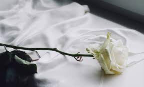 Más de 200 000 imágenes gratis de Rosa Blanca y Rosa - Pixabay