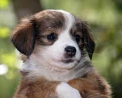 When you combine the mini schnauzer and chihuahua, you get the chizer. Your Complete Guide To The Chihuahua Poodle Mix Chipoo