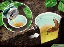 Check under them each day and get rid of any slugs you find. 4 Ways To Get Rid Of Garden Slugs Wikihow