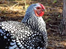 Check spelling or type a new query. Columbian Wyandotte Chicken Photograph By D Hackett