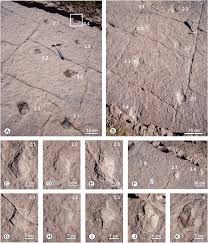 Image result for Tridactyle virginea