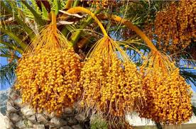 Maybe you would like to learn more about one of these? Pravednik Rascvetyot Kak Finikovaya Palma Hidabrut