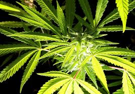 Im prinzip kannsts du dieselben pflanzbehälter wie auf dem balkon auch innerhalb der wohnung verwenden und nahezu dieselben pflanzen wie auf dem balkon. Italien Erlaubt Cannabis Anbau Daheim