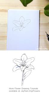 Watercolor rustic lavender clip art. How To Draw A Lily Step By Step For Beginners Jeyram Art