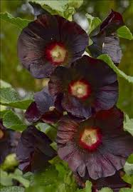 Image result for Alcea rosea