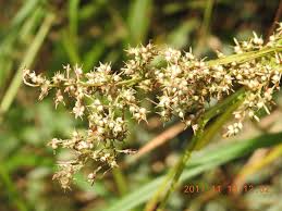 Image result for Carex echinochloe