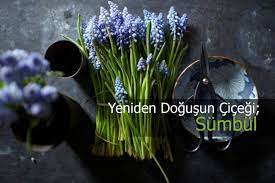 Çeşitlerin, yetiştiriciliğin ve sümbüllerin bakımının ayrıntılı bir açıklaması. Sumbul Bakimi Yetistirilmesi Ve Cogaltilmasi Sumbul Cicegi Faydalari