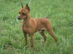 PuppyFind | Miniature Pinscher Puppies for Sale