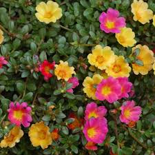 Additionally, both species of purslane found to be overaccumulators of cd, cr, and ar. Portulaca Apulia Plants
