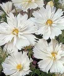 Cosmos Psyche White Annual Seeds Cosmos Flowers Annual Flowers Flower Seeds