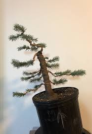 Join us on december 16th, 2015 at 9:00 pm est and be ready to talk about your christmas experiences that bring you and others cheer. Christmas Bonsai Beginners Mirai Forum