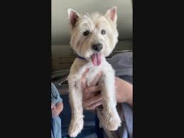 Cats make wonderful companions and there are many cats and kittens available for adoption at the rspca. Latest Pets Up For Adoption In Tulsa Area Tulsa Ok Patch