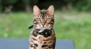 The toyger cat is a newer breed that captures the wild look of a tiger while being a domesticated cat. The Cost Of A Bengal Cat Price Of Kittens The Pet Stop