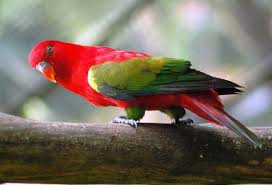 Pin Op Nuri Perkici Loriini