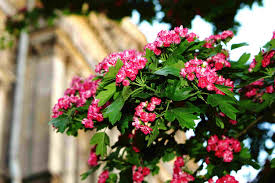 What are the pink trees blooming now? 10 Varieties Of Flowering Trees For Your Landscape