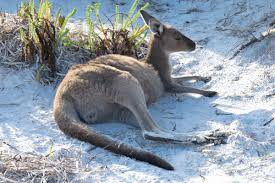 Some of the smaller species of kangaroo will eat fungi such as wild what do kangaroos eat when kept in captivity? How Do Kangaroos Sleep Lucky Kangaroos