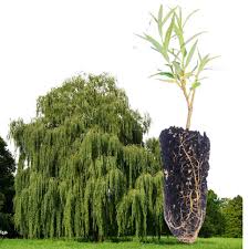 Image result for Salix babylonica